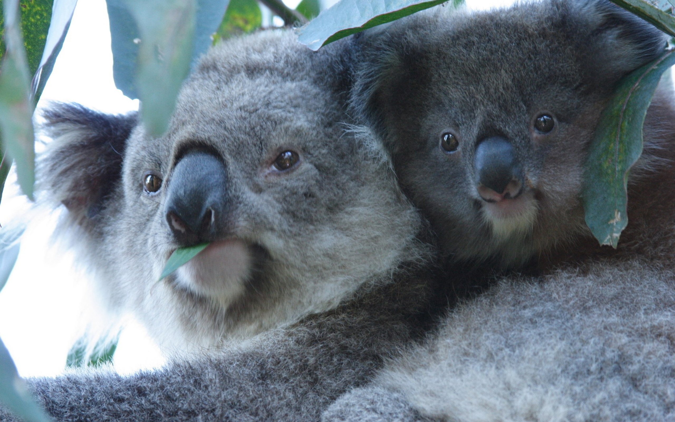 Красная коала. 4 Коалы. Австралия Куала. Злая коала. Мишка коала.
