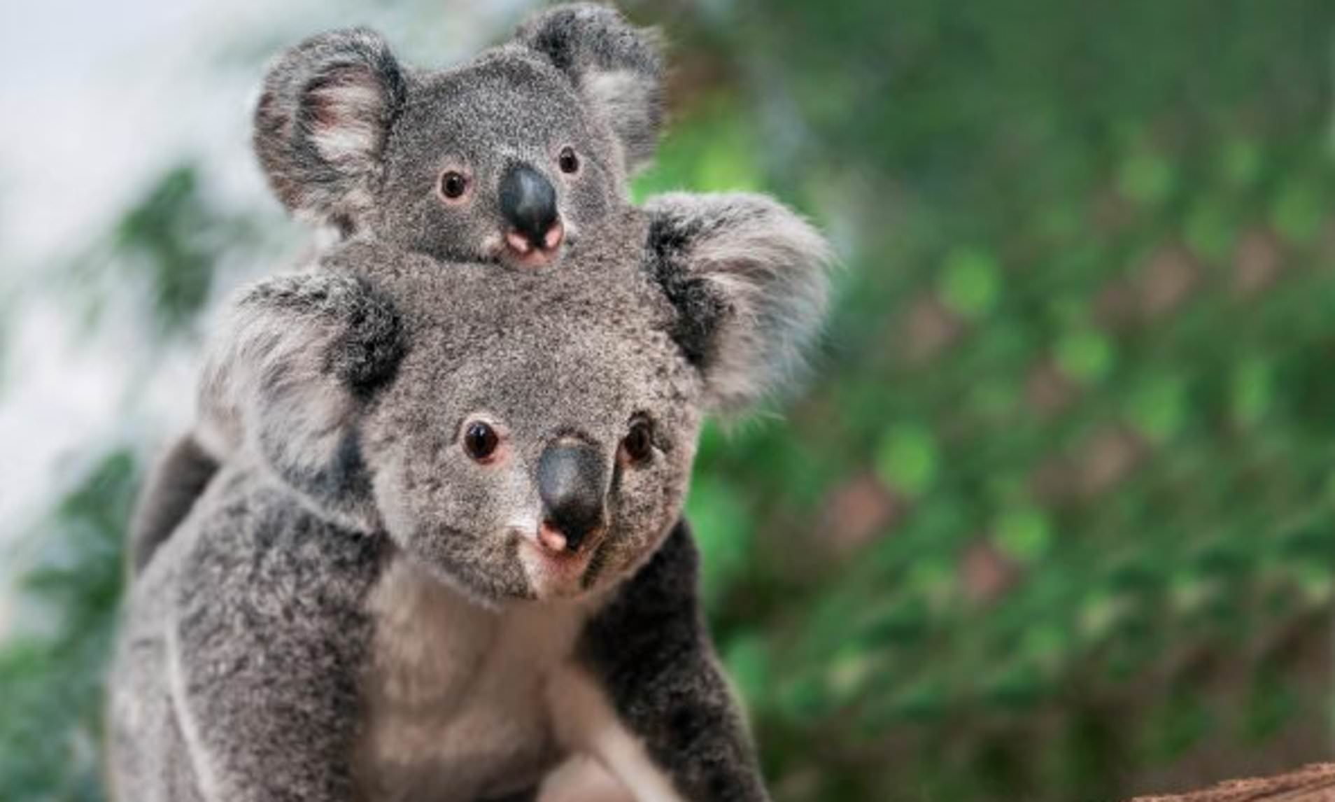 Хвост коалы. Коалы под угрозой вымирания. Редкий исчезающий вид коала. Коала под угрозой. Рыжая коала.