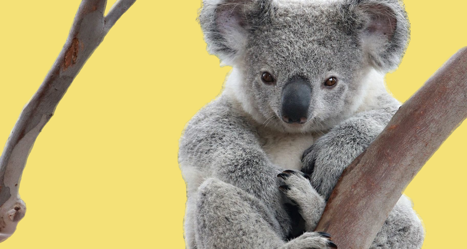 Коала. Бразилия коала. Пушистая коала. Коала фон. Алекс коал