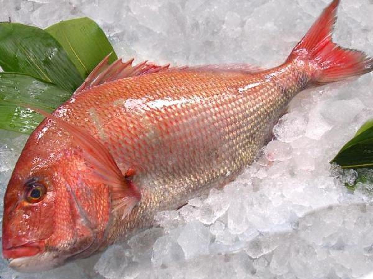 Красный нитепер рыба - 78 фото