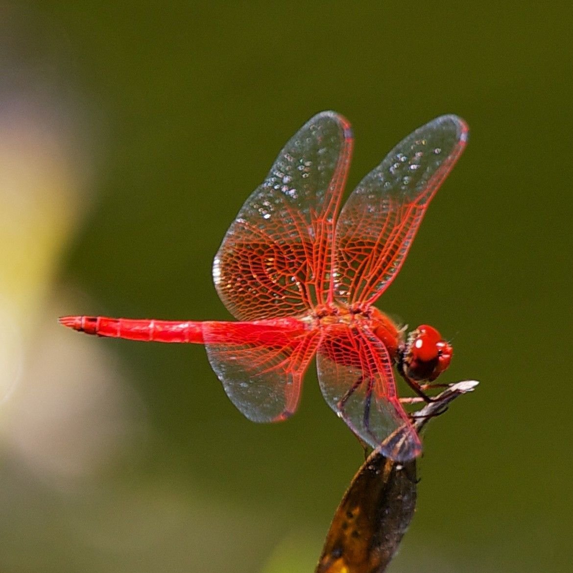 Rhyothemis fuliginosa