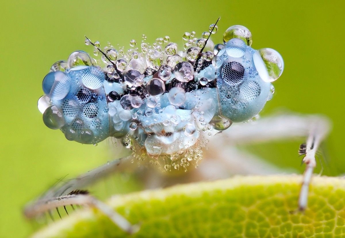 Стрекоза на цветке
