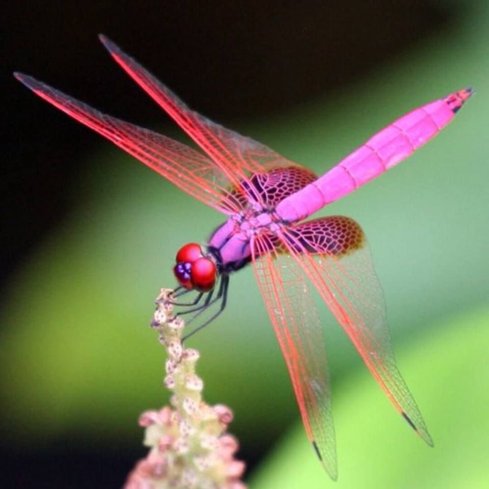 Очень красивая Стрекоза