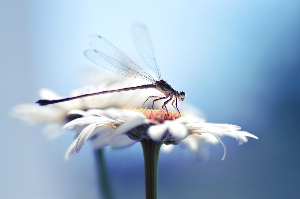 Коллекция стрекоз