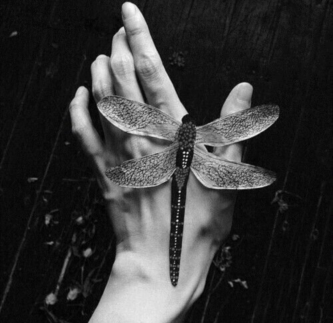 Стрекоза длиннохвостая