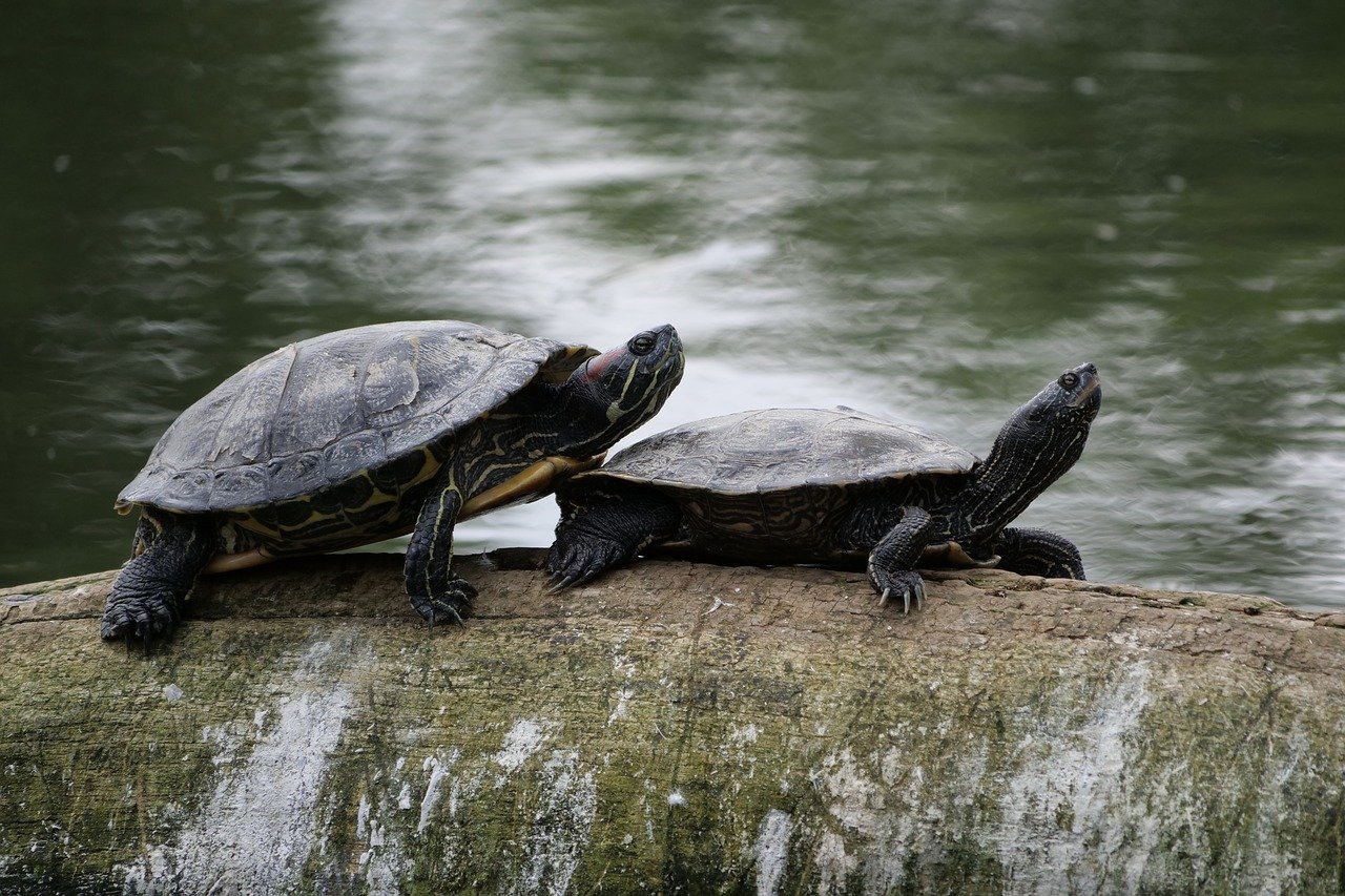 Черепахи в природе. Водные черепахи. Черепаха в природе. Черепашки в природе. Черепаха водная Дикая.