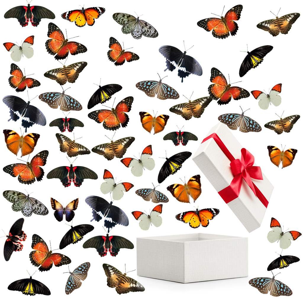 Бабочки купить подарки