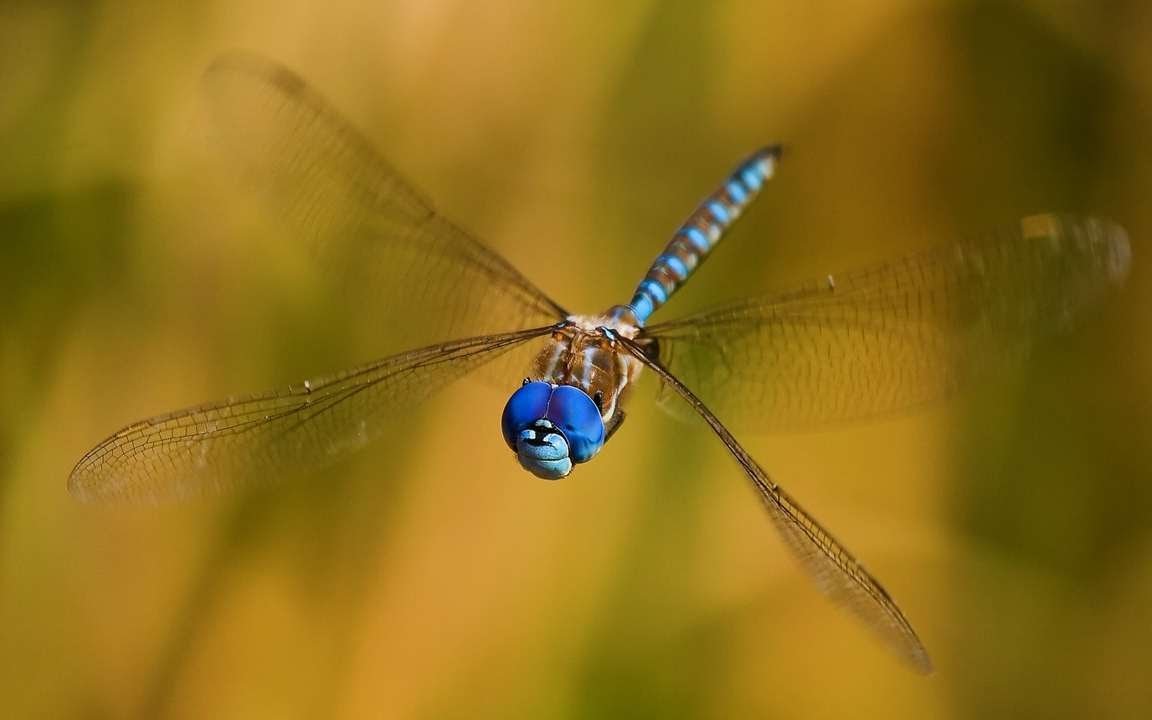 Доброе утро Стрекоза