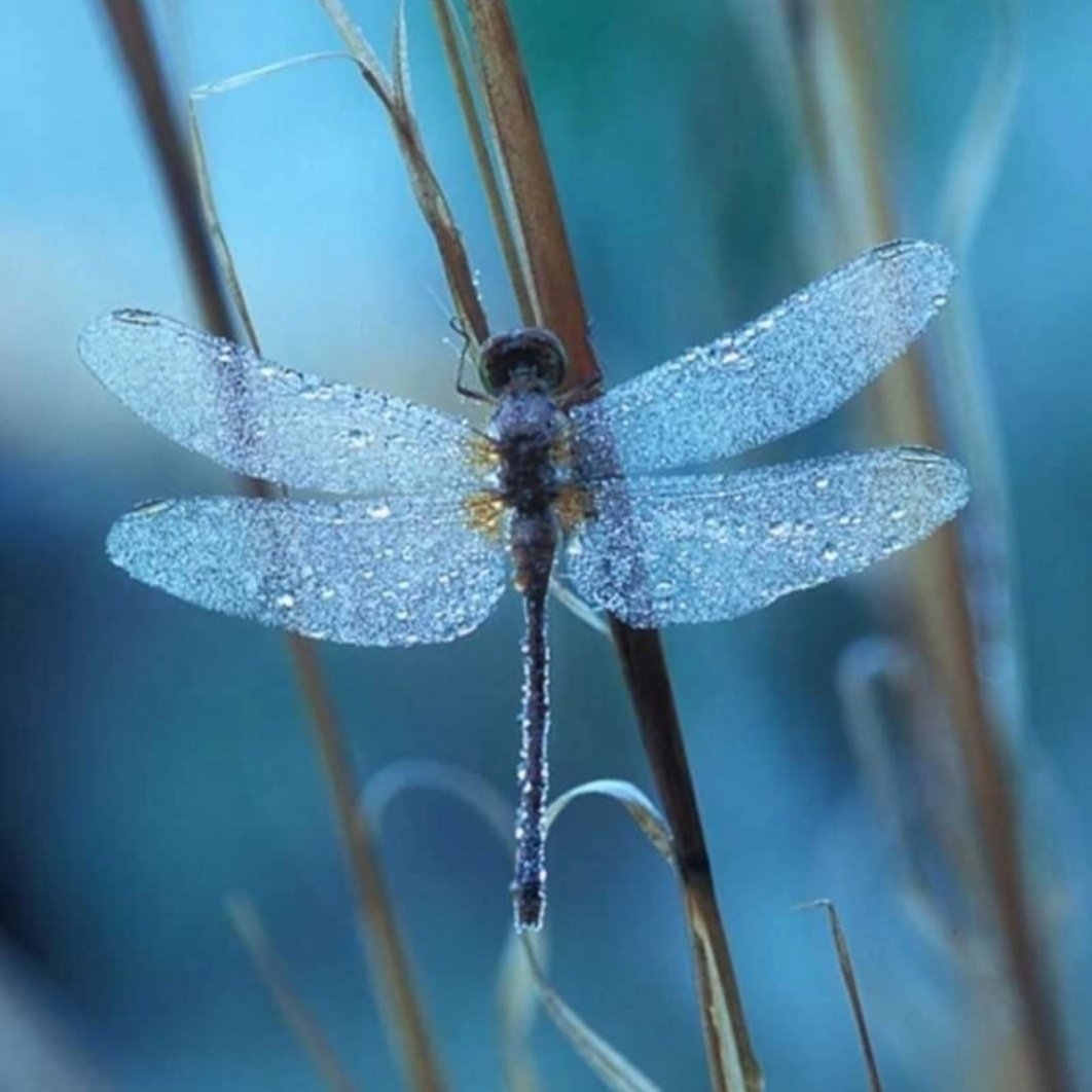 Летающие насекомые