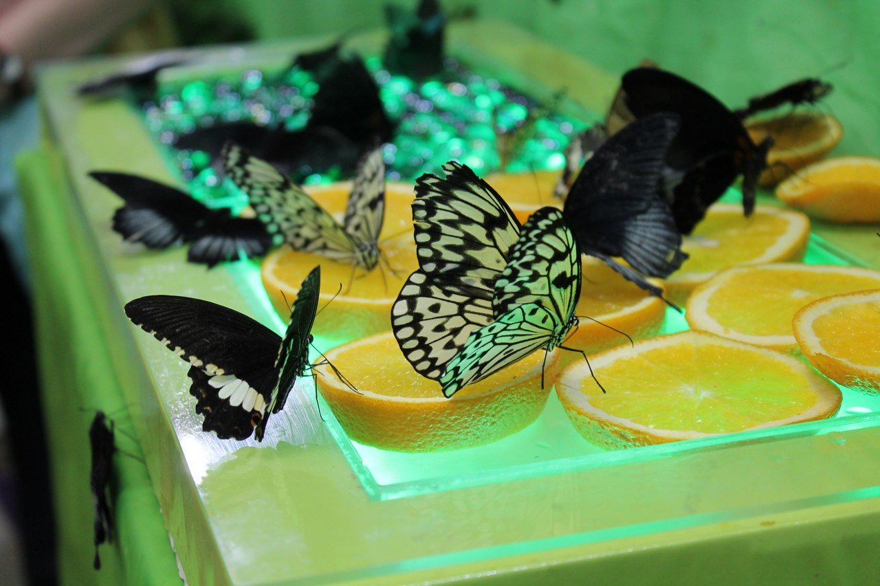 Бабочки в спб живые. Музей тропических бабочек. Сад бабочек Миндо. Музей бабочек на ВДНХ. Музей живых бабочек «тропический рай».