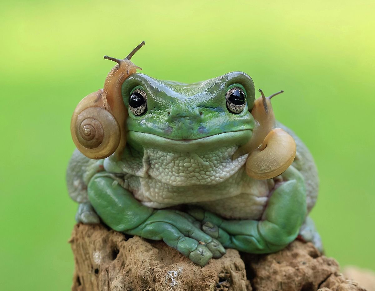 Микро лягух