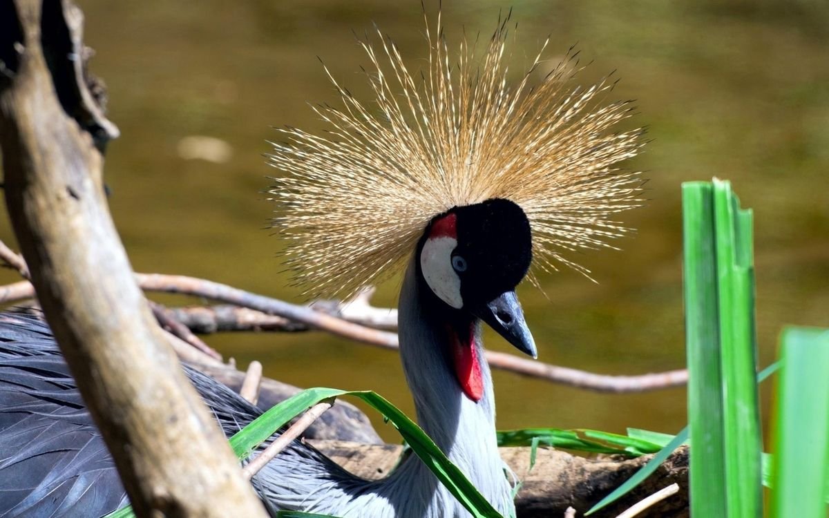 Журавль с хохолком на голове