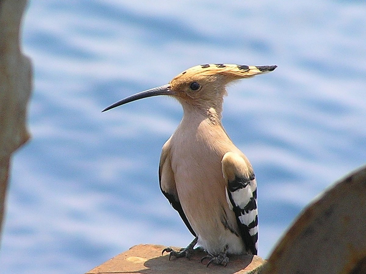Удод в Сибири