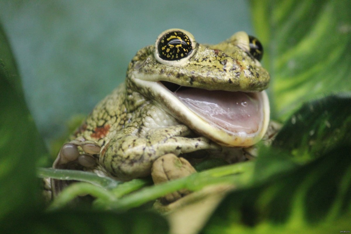 Дождевая жаба