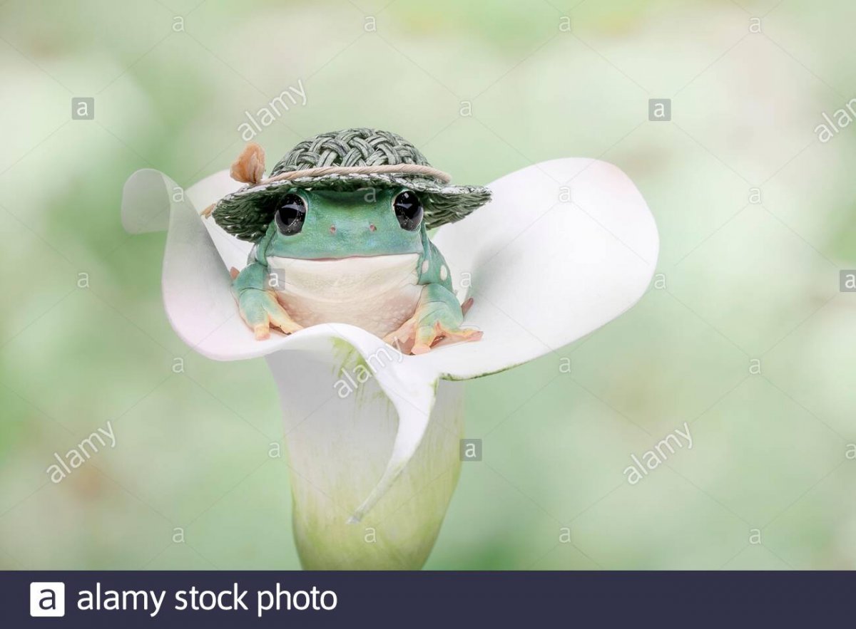 Лягушонок в шляпе