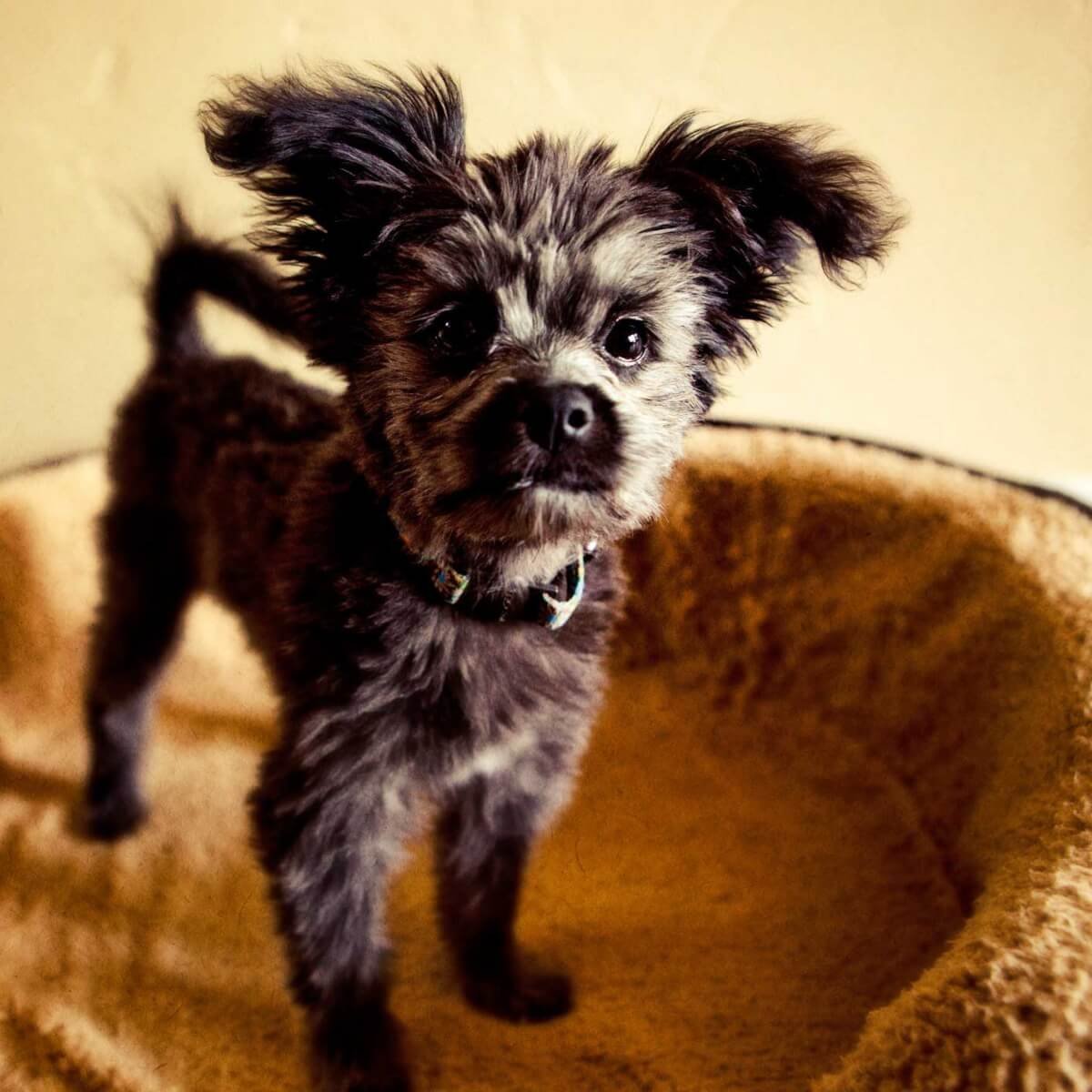 Комнатные животные собаки