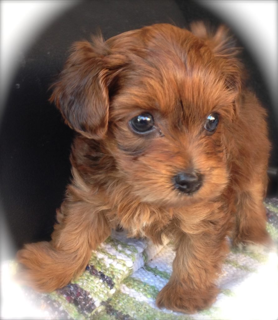 Yorkie for sale in NJ
