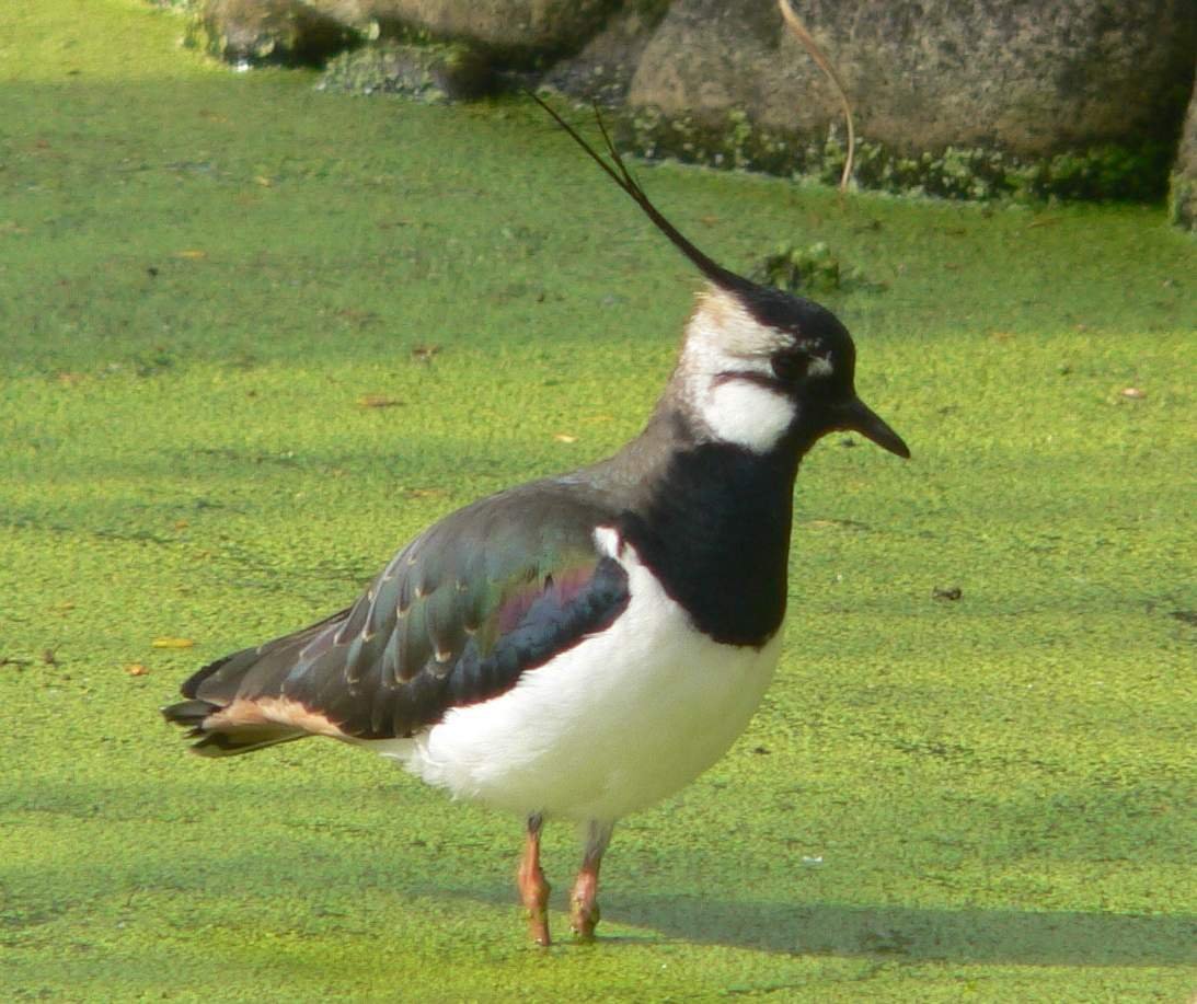 Кулик Чибис