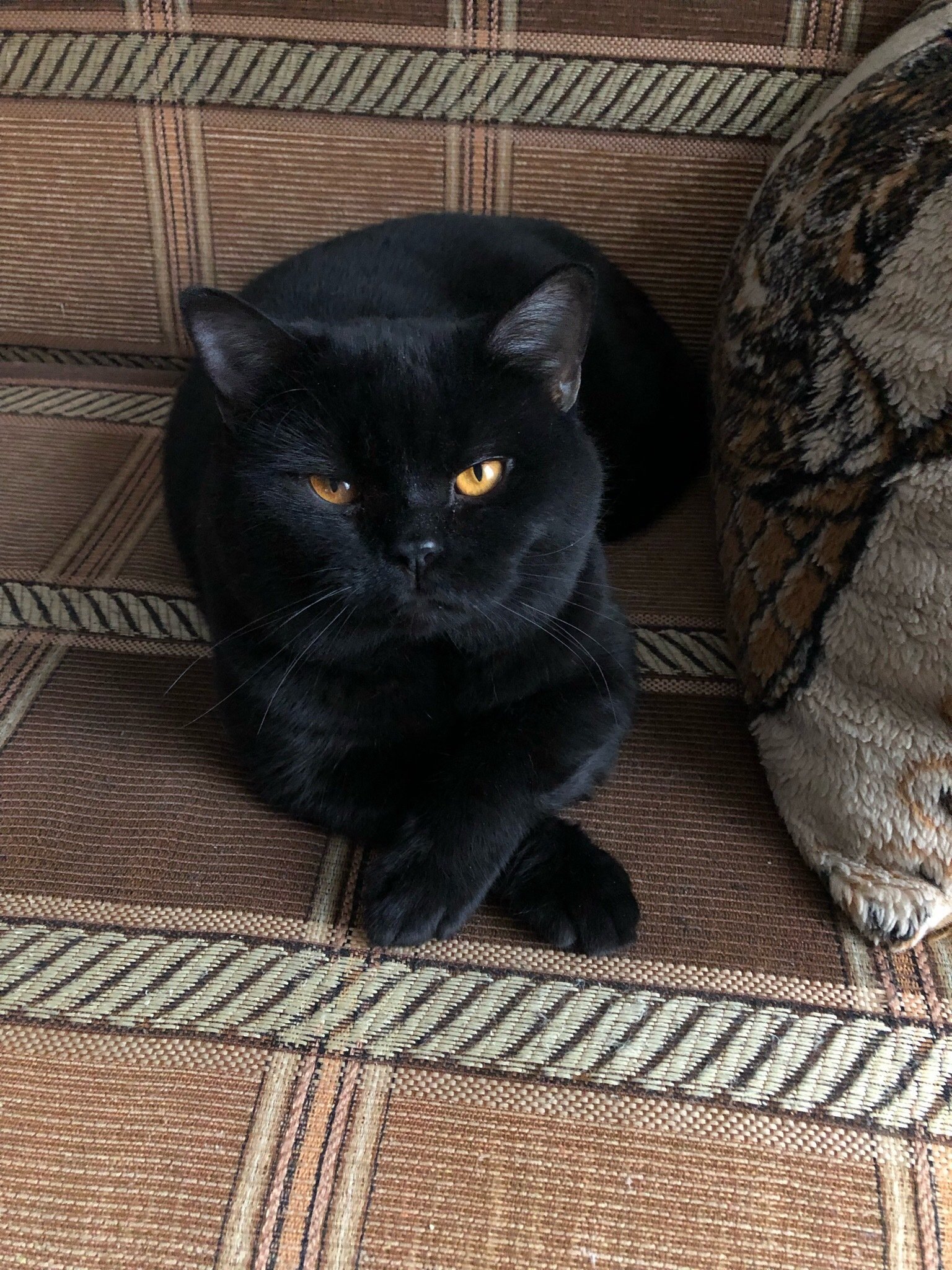 Кошка британка черная - 76 фото