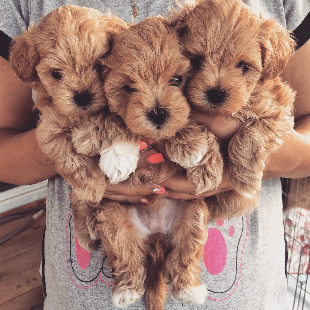 Йоркипу собака