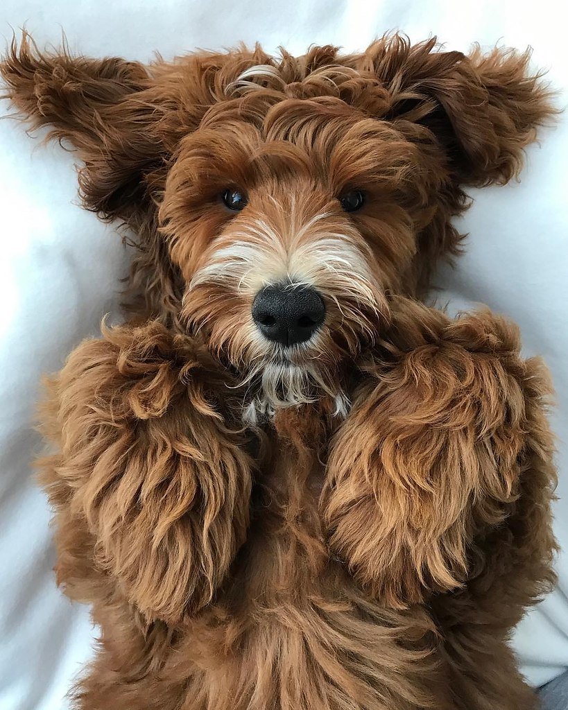 Собака Наггетс