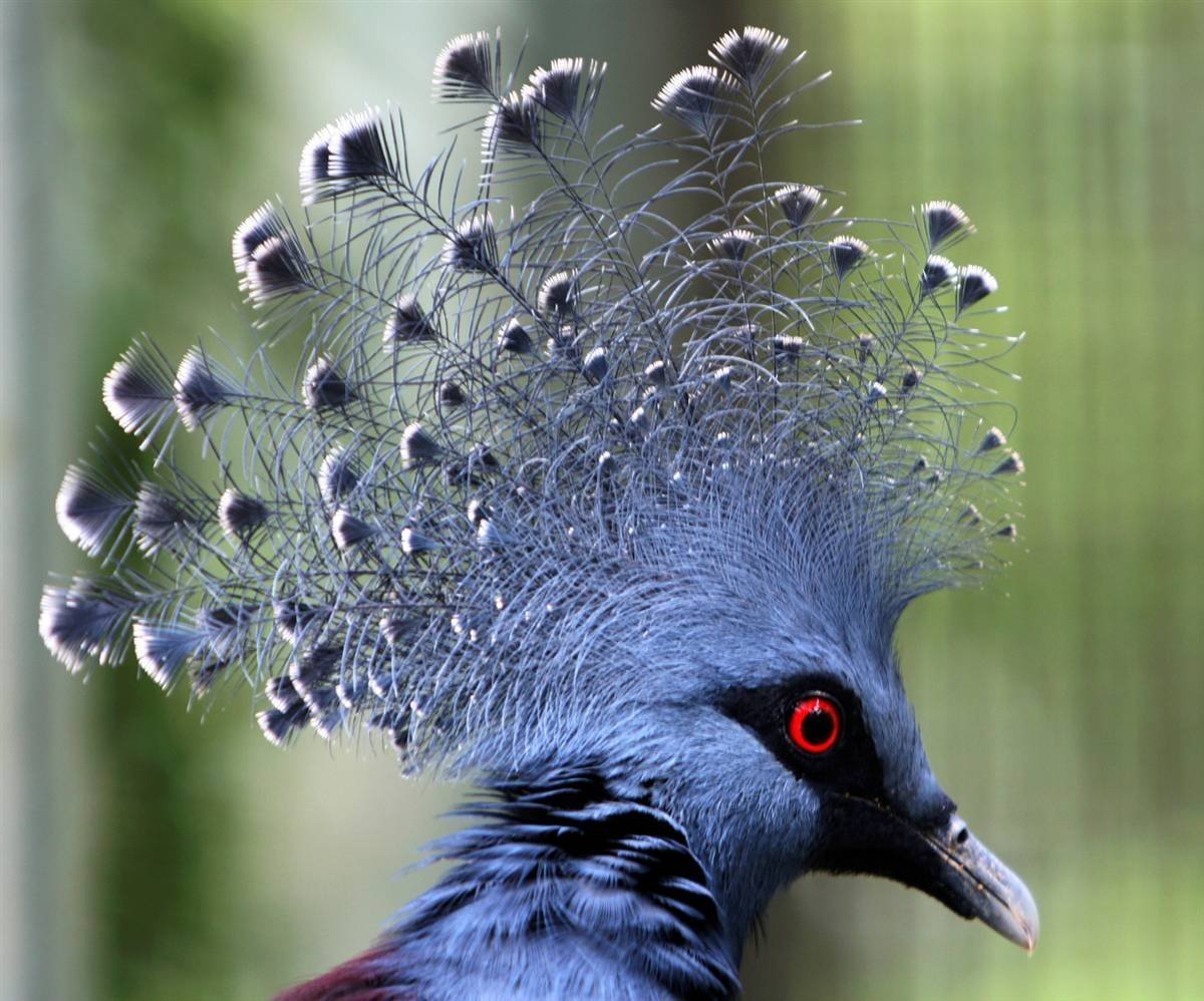 Венценосный Павлин