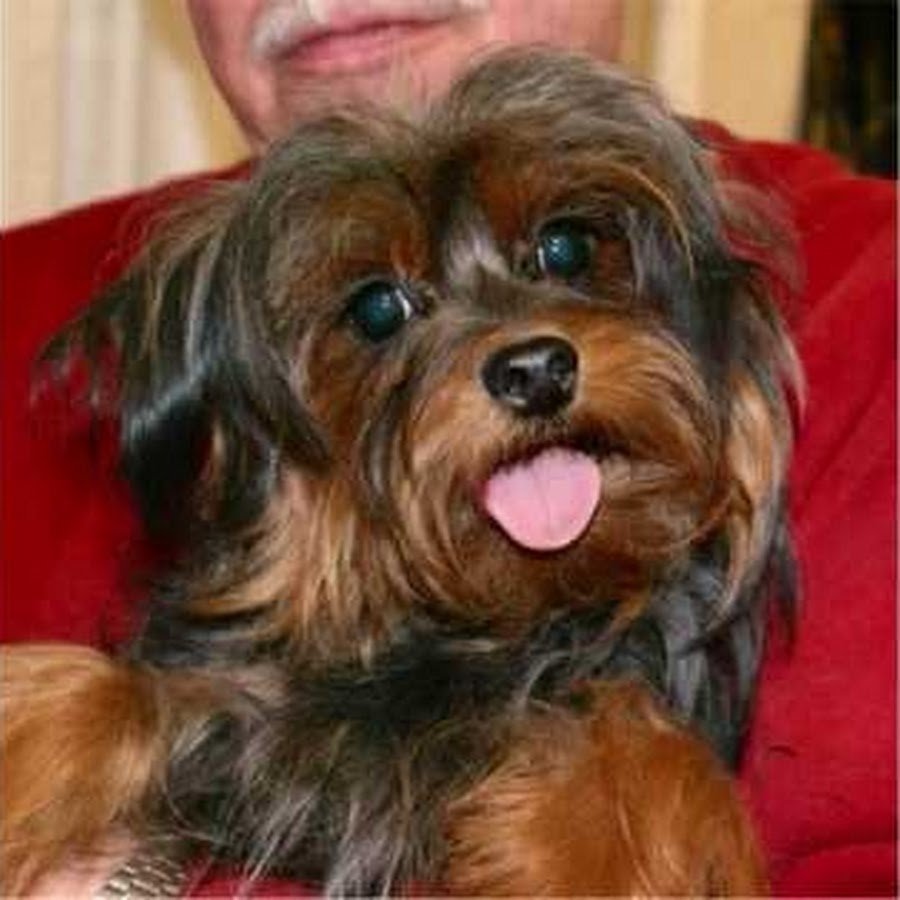 Порода собак йорки ПУ