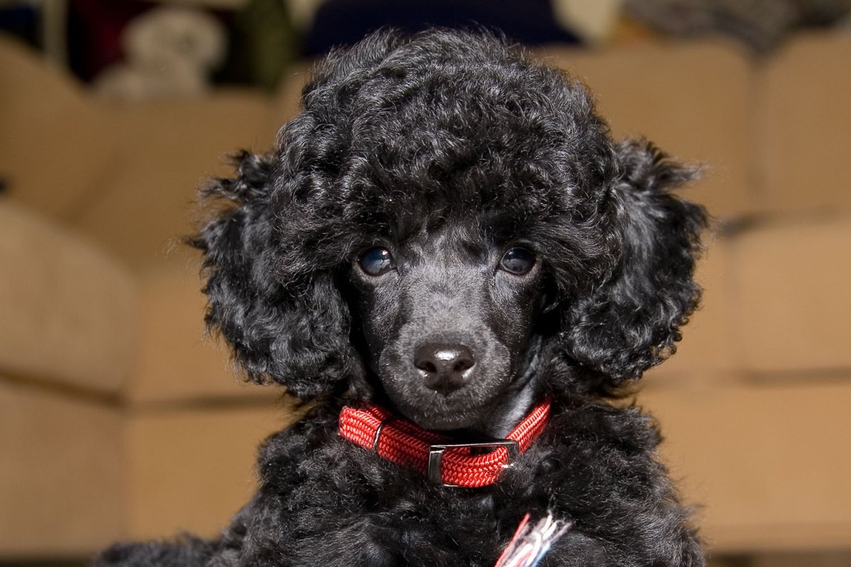 Йоркширский терьер