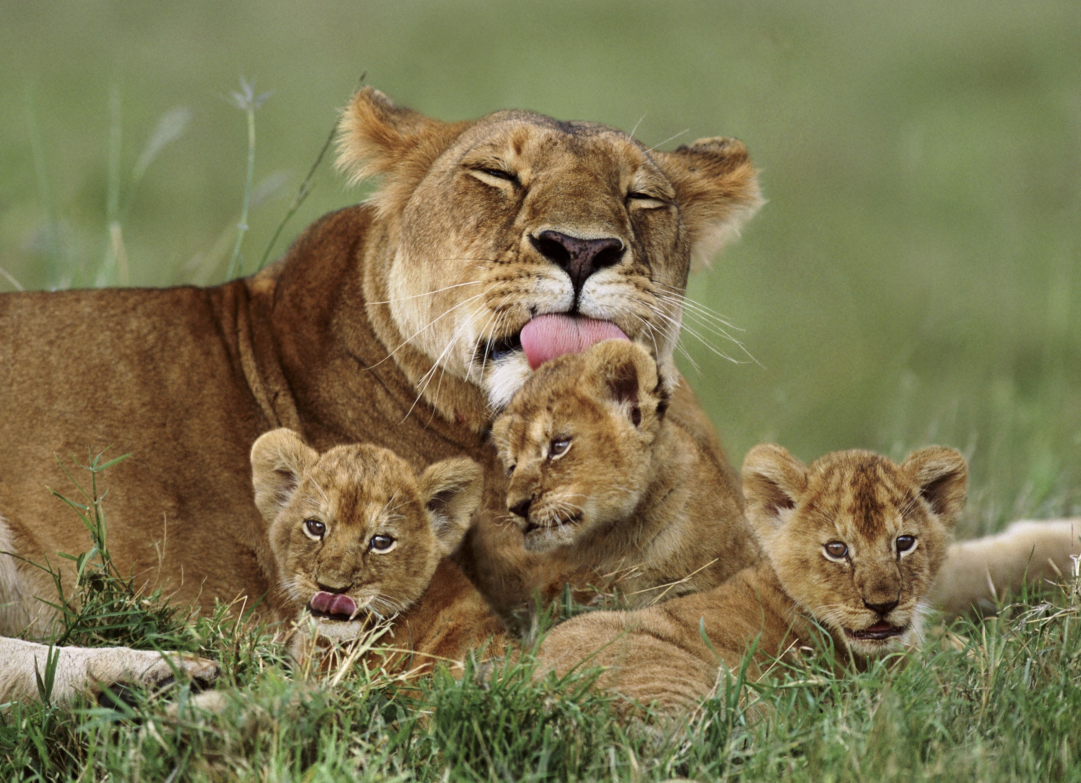 Мать и ребенок животные. Лев львица и Львенок. Семья львица и львята. Лев львица и 3 львенка. Львиный Прайд.