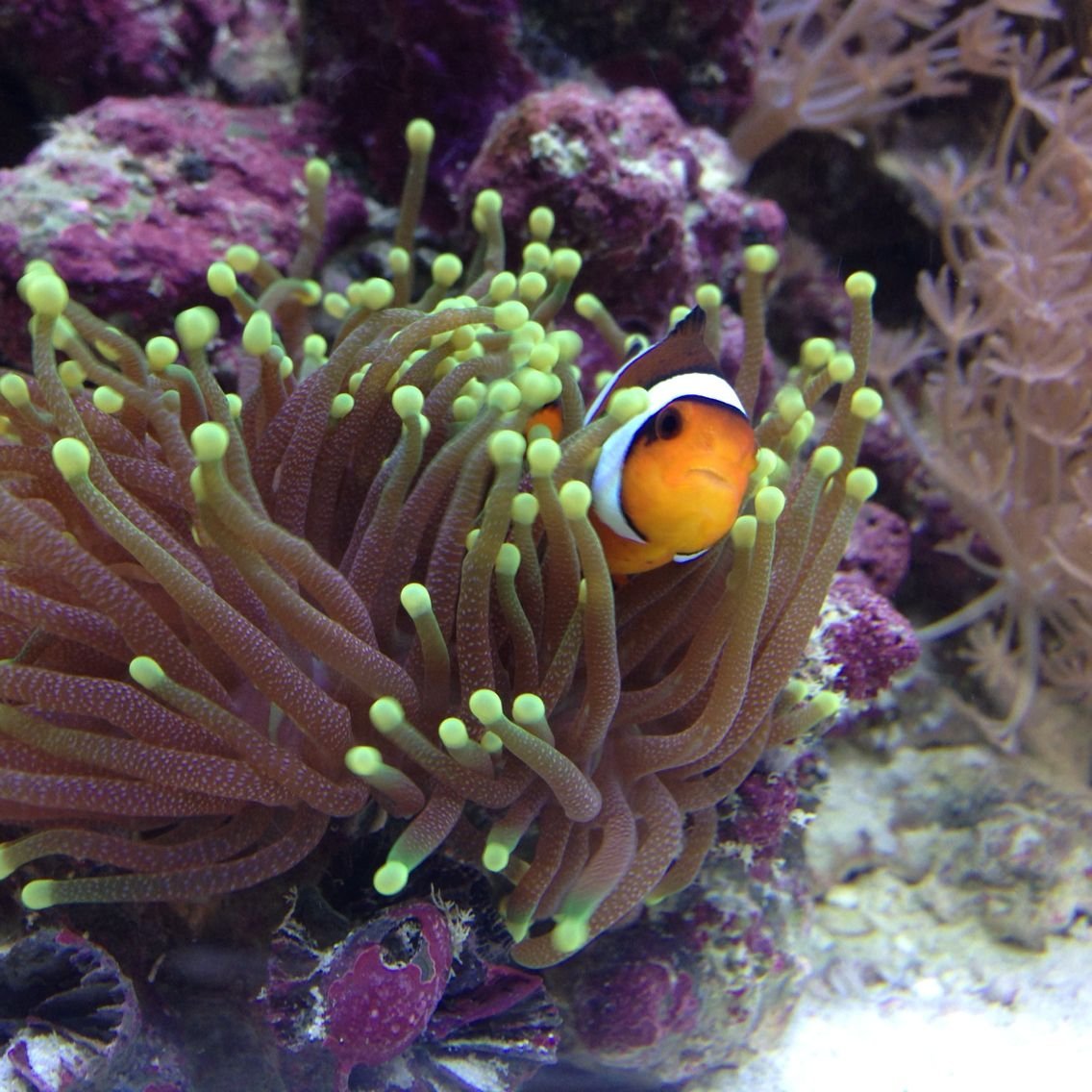 Анемон коралл