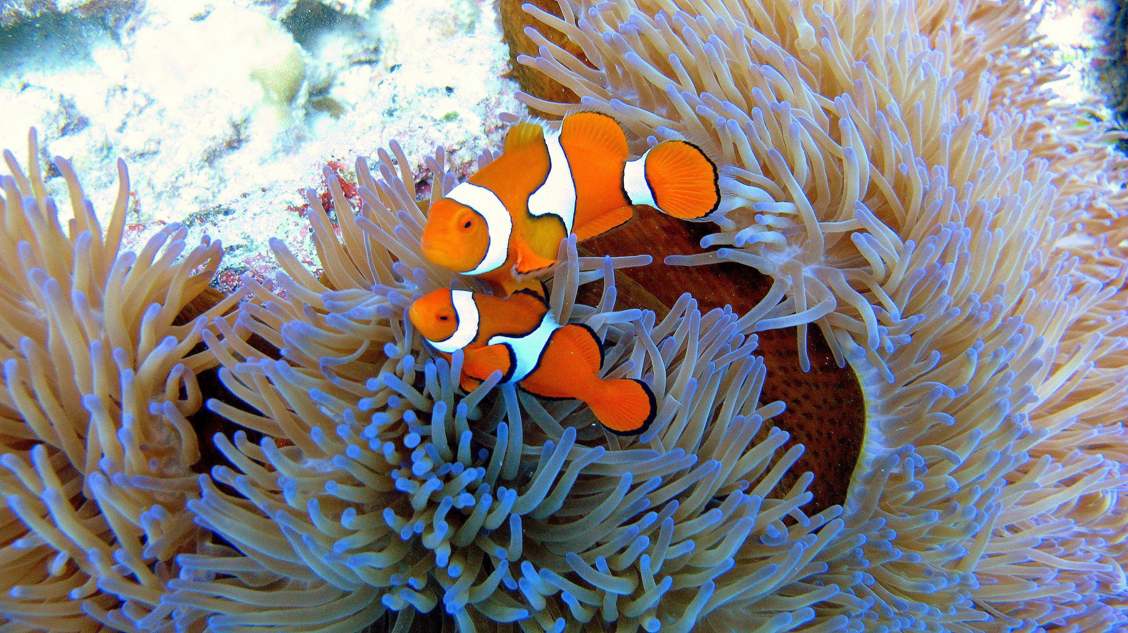 Отношения рыбы клоуна и актинии. Амфиприон клоун. Рыба клоун и актиния. Оранжевый амфиприон Немо. Рыба клоун в актинии.