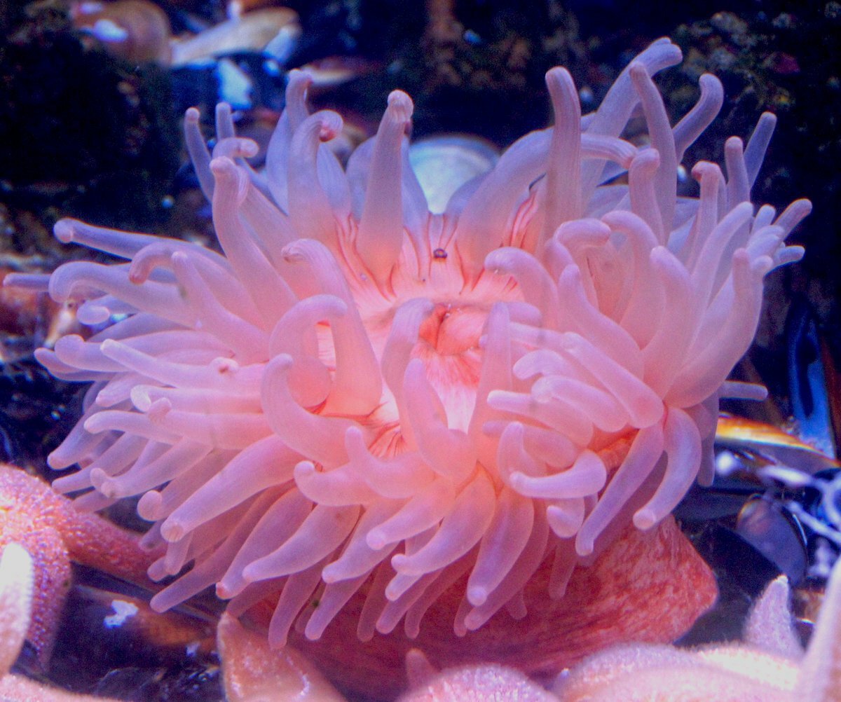 Коралл актиния