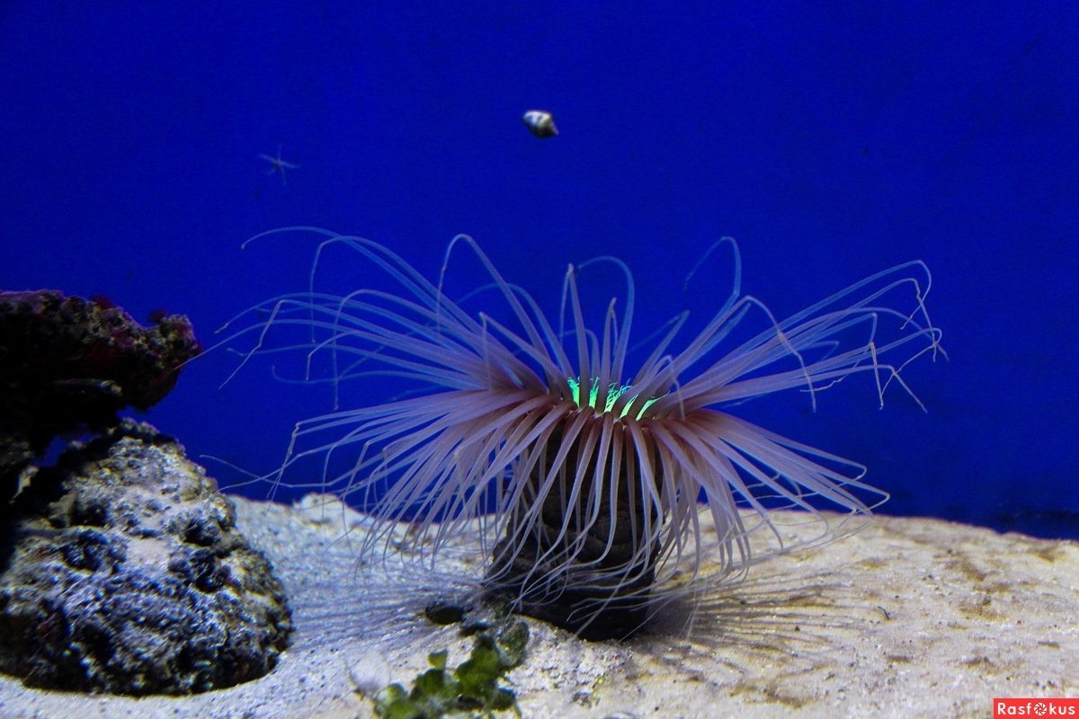 Медуза актиния