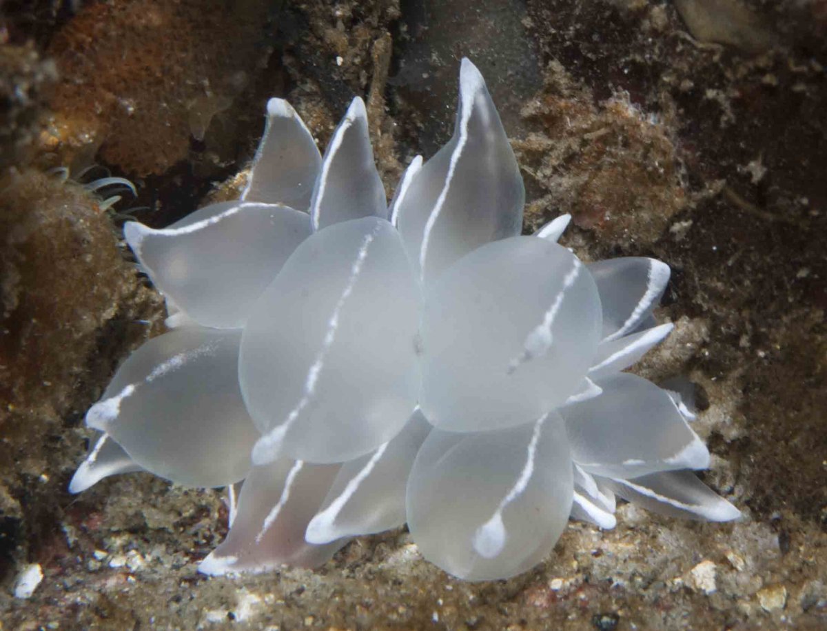 Актиния обыкновенная