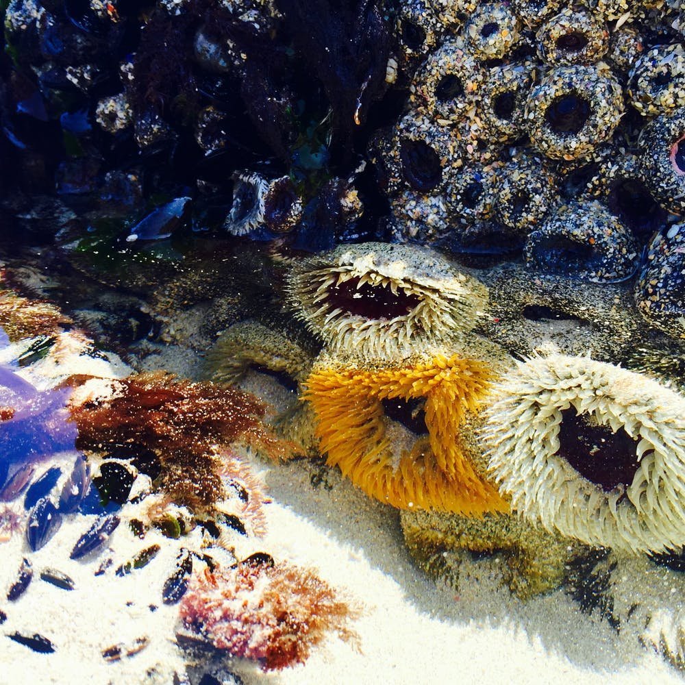 Рыба клоун и актиния