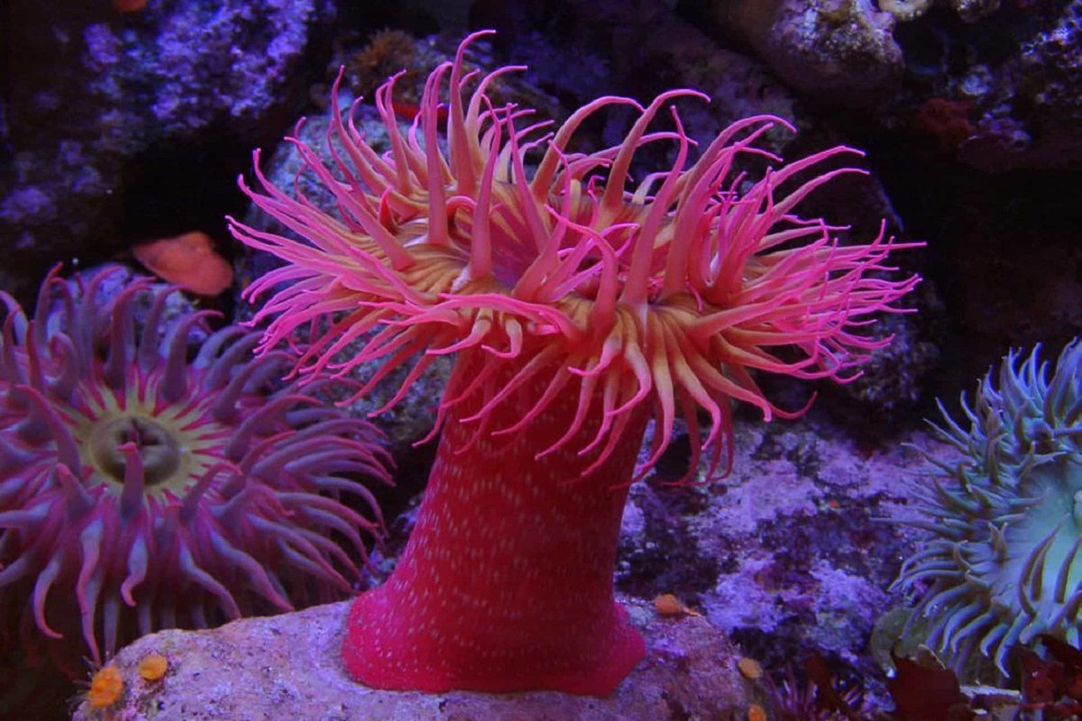 Анемоны и рыба клоун