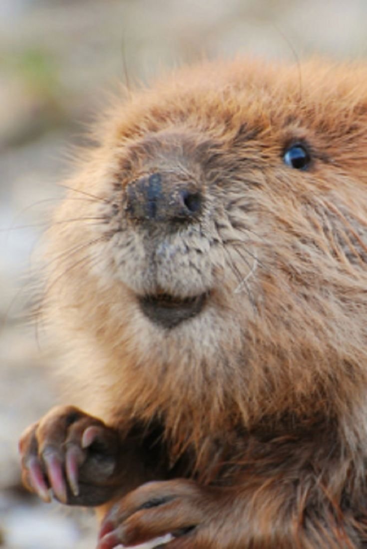 Бобриха с бобренком