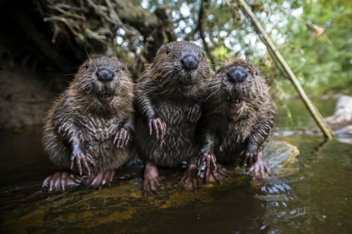 Бобриха с бобренком