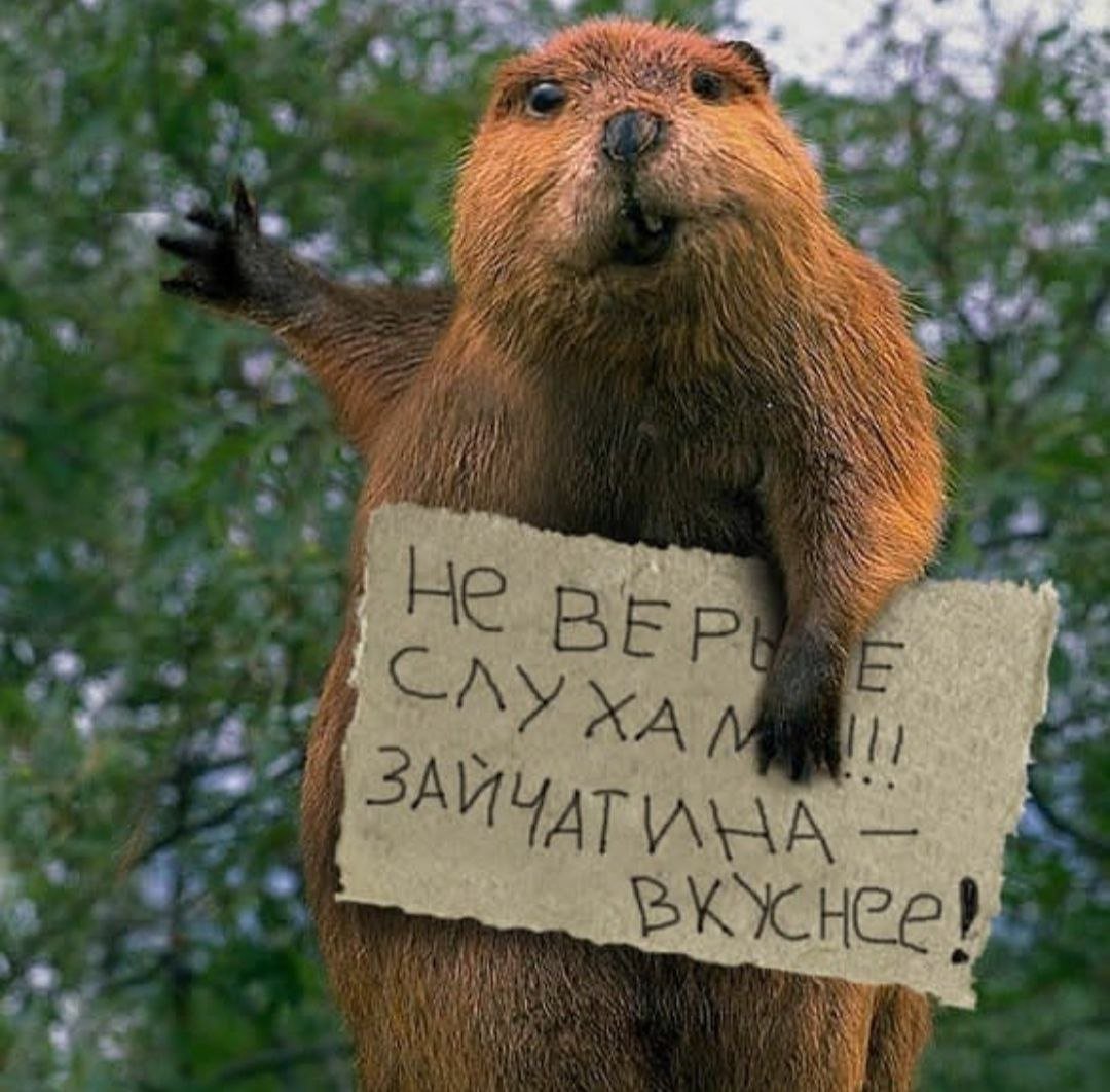 Прикольный бобер