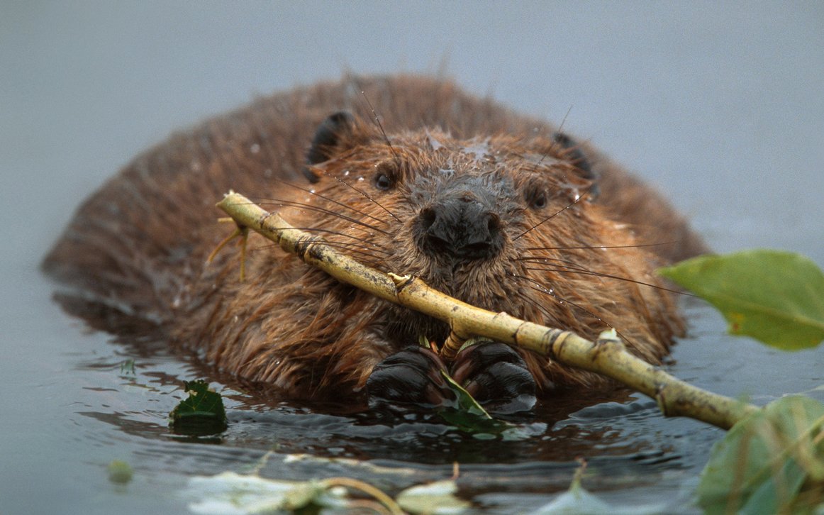 Березинский заповедник бобры