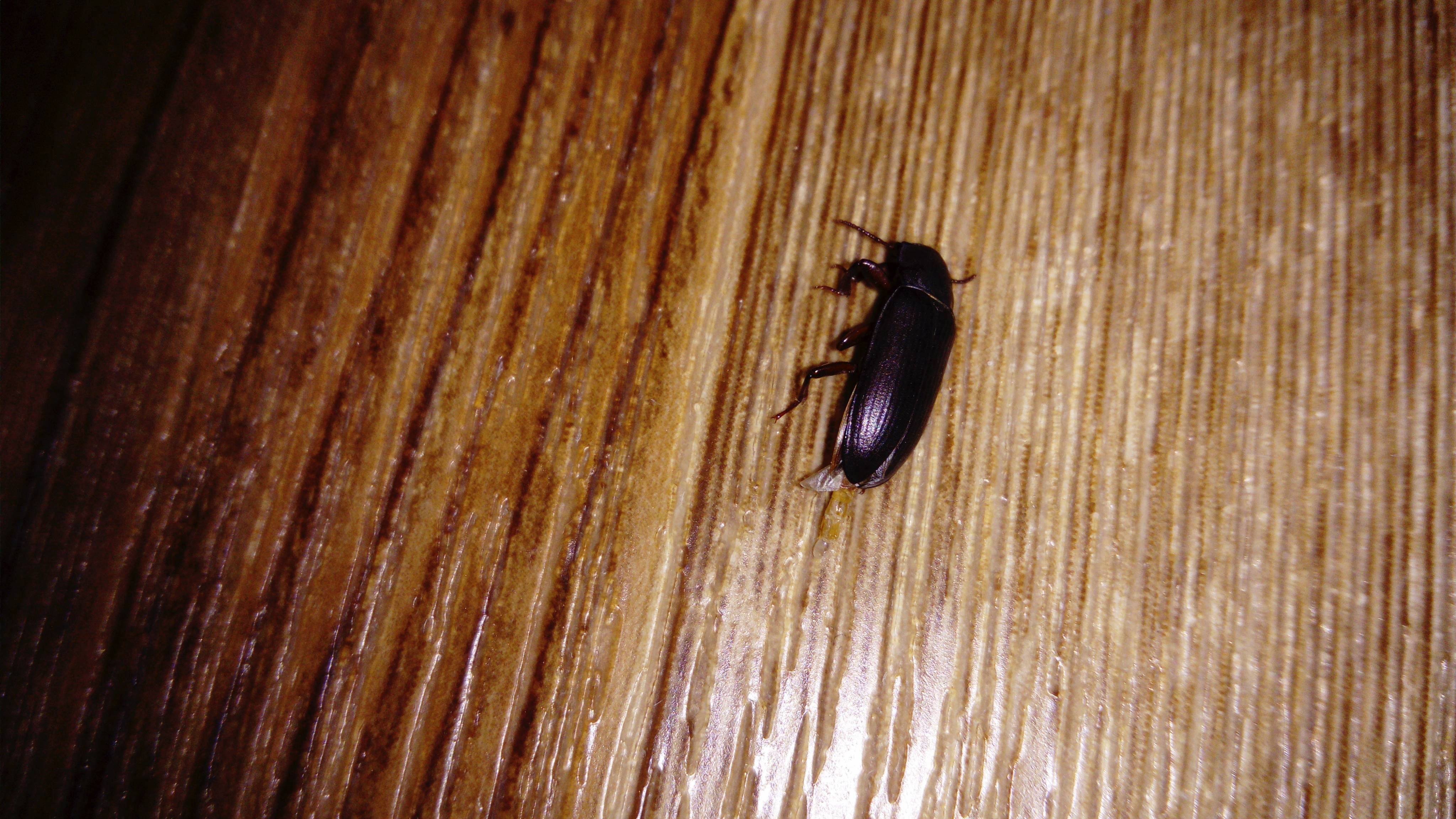 Черный летающий жук в доме - 71 фото