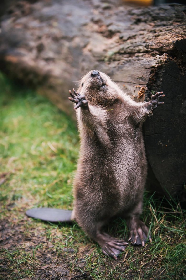 Бобр смешной