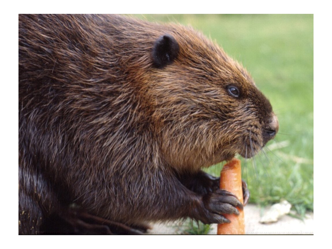 Виноваты бобры