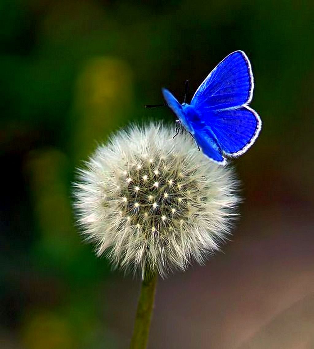 Бабочка на одуванчике