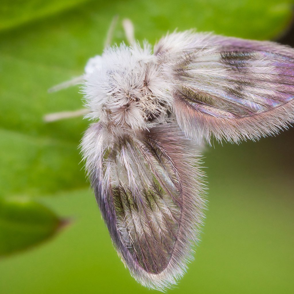 Мохнатая бабочка