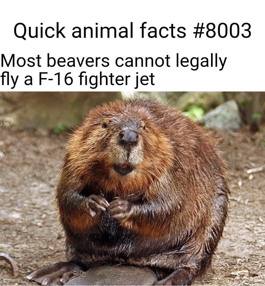 Бобер фото Мем