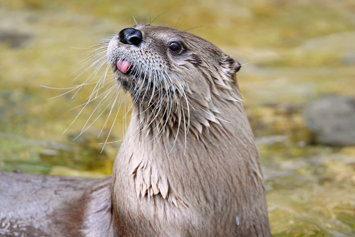 Хитрая выдра