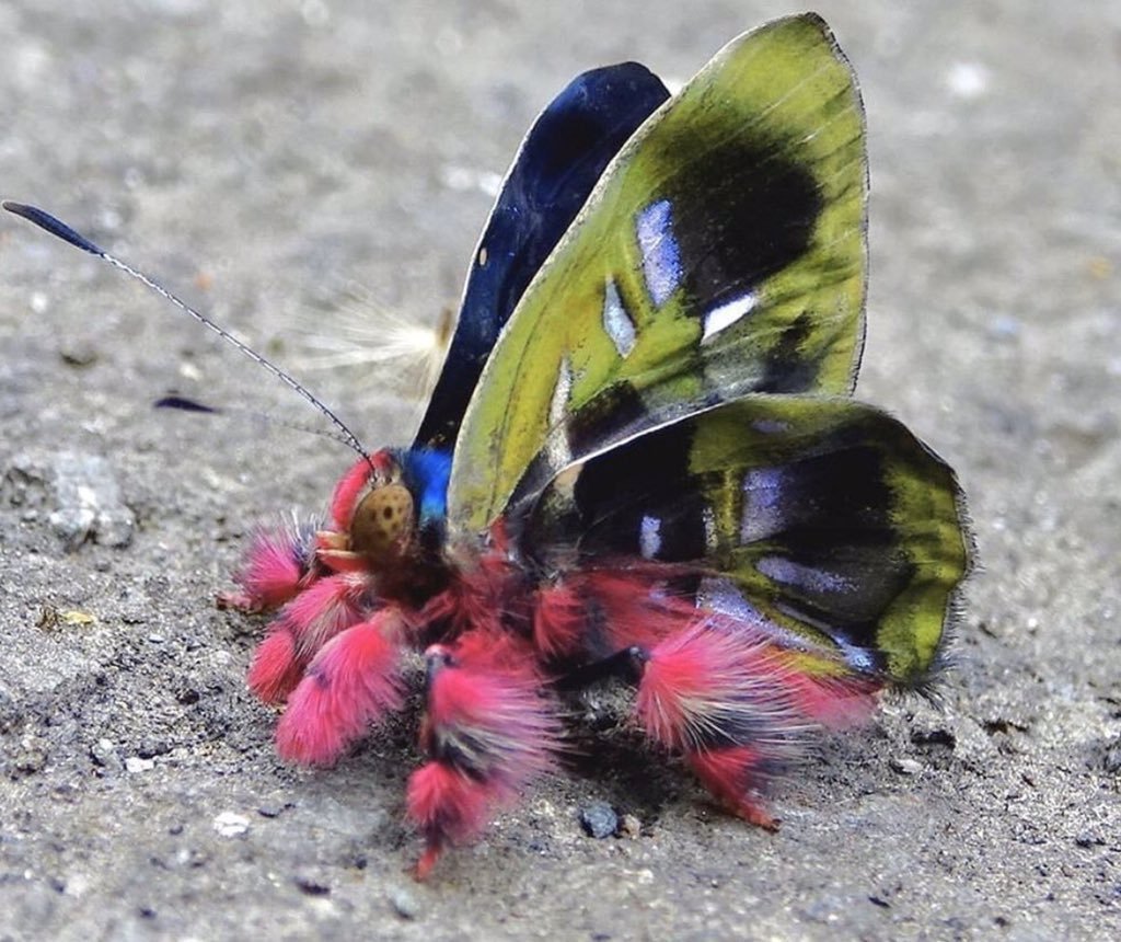 Бабочки Колумбии