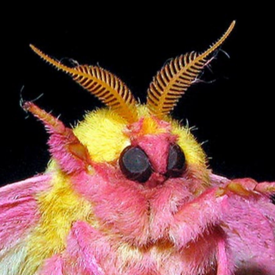 Розовая Кленовая моль