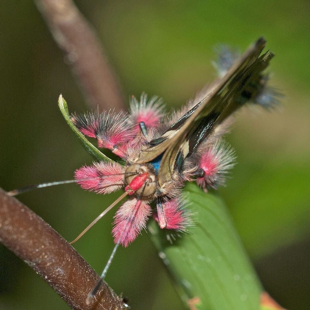 Пушистый мотылек розовый